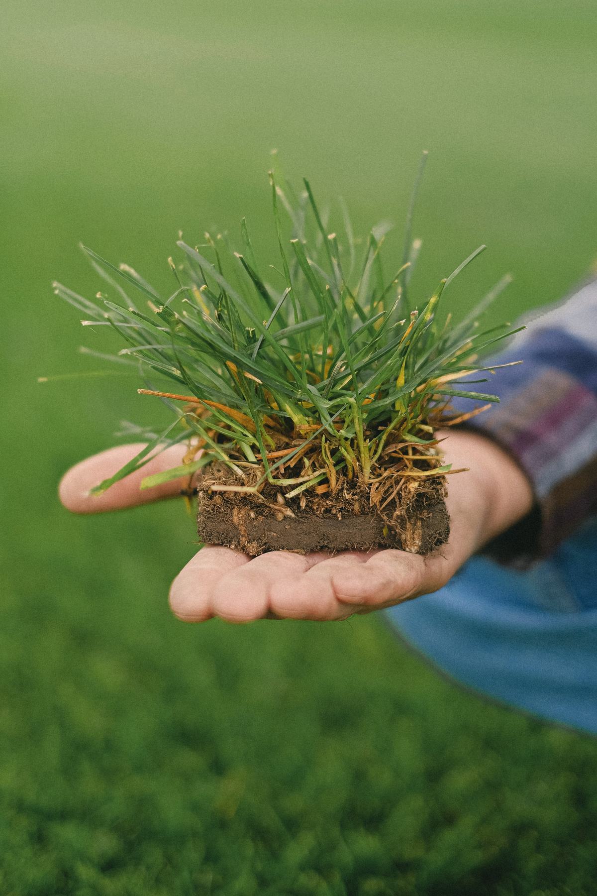 A hand holding a plug of turf and soil above a lawn
