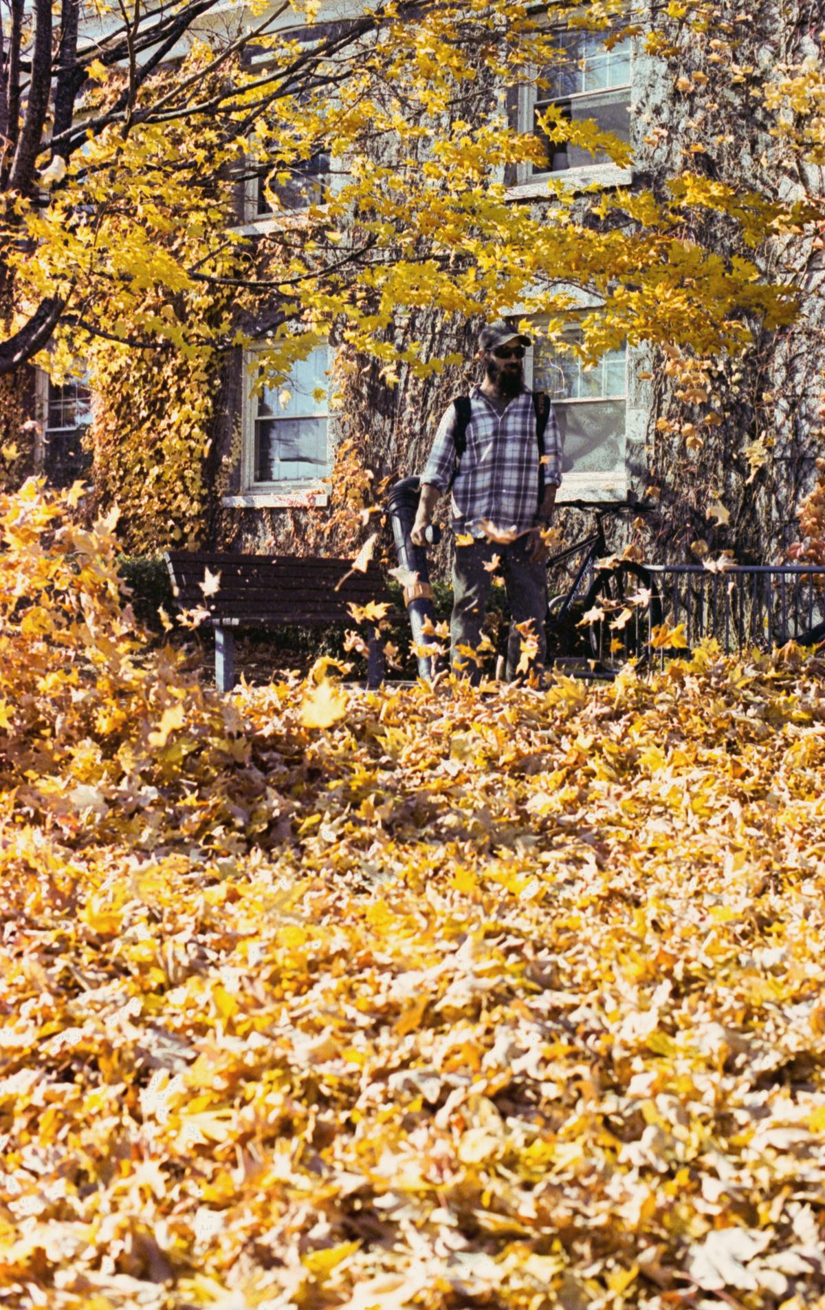 A worker blowing autumn leaves off a lawn