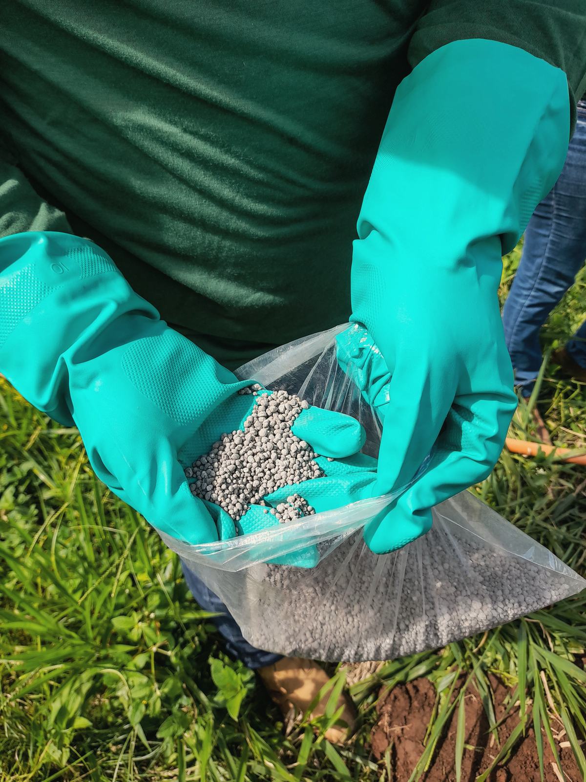 Gloved hands pouring lawn fertilizer granules