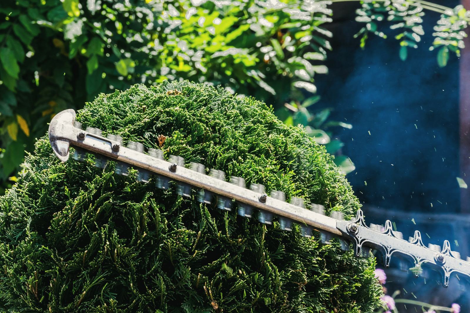 A hedge trimmer shaping a round shrub